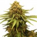 Critical - Royal Queen Seeds